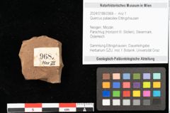 Foto (Objekt + Etikett) von Quercus palaeoilex Ettingshausen (NHMW-GEO-2024-0188-0968)